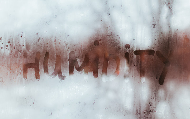 An extremely blurred close-up of a person's hair outdoors, the image obscured by moisture, evoking the effect of high humidity on hair. Featured image for blog post: Humidity Be Gone! Our Top 5 Products to Humidity-Proof Your Hair